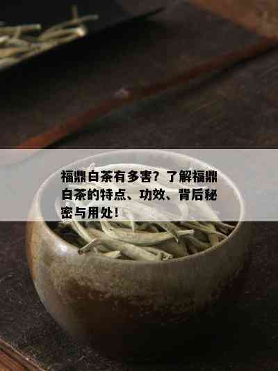 福鼎白茶有多害？了解福鼎白茶的特点、功效、背后秘密与用处！