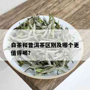 白茶和普洱茶区别及哪个更值得喝？