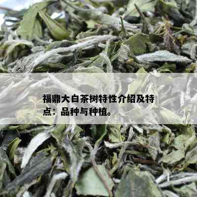 福鼎大白茶树特性介绍及特点：品种与种植。