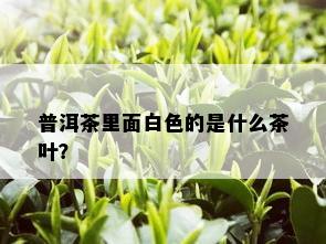 普洱茶里面白色的是什么茶叶？