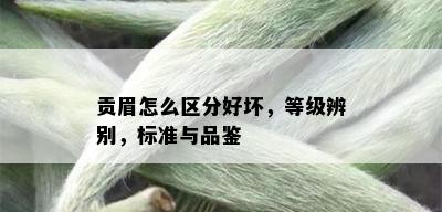 贡眉怎么区分好坏，等级辨别，标准与品鉴