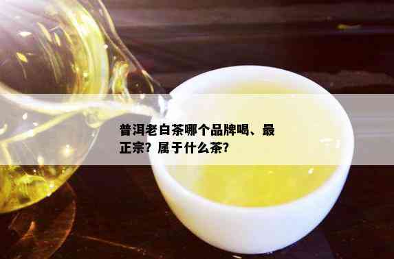 普洱老白茶哪个品牌喝、最正宗？属于什么茶？