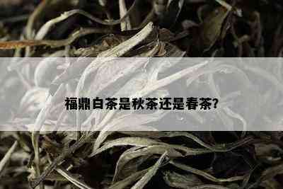 福鼎白茶是秋茶还是春茶？