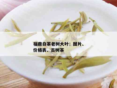 福鼎白茶老树大叶：图片、价格表、古树茶