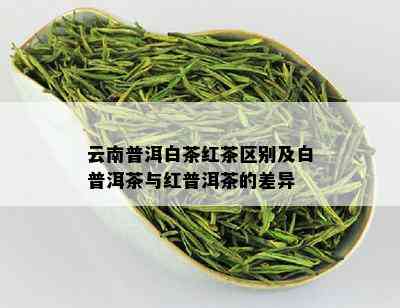 云南普洱白茶红茶区别及白普洱茶与红普洱茶的差异