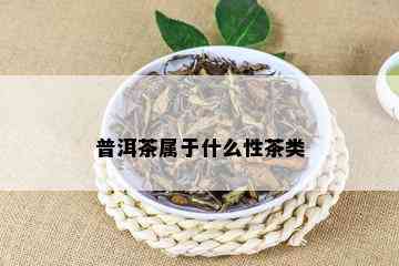 普洱茶属于什么性茶类