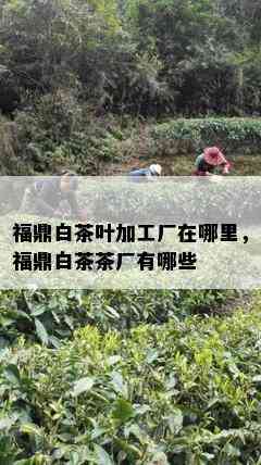 福鼎白茶叶加工厂在哪里，福鼎白茶茶厂有哪些