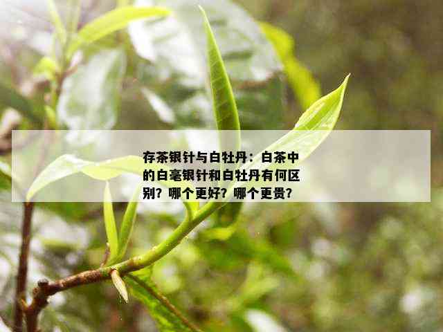 存茶银针与白牡丹：白茶中的白毫银针和白牡丹有何区别？哪个更好？哪个更贵？