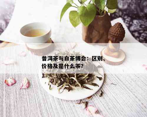 普洱茶与白茶博会：区别、价格及是什么茶？