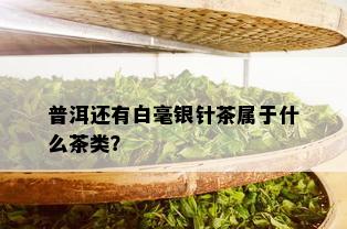 普洱还有白毫银针茶属于什么茶类？