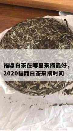 福鼎白茶在哪里采摘更好，2020福鼎白茶采摘时间