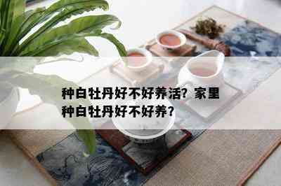 种白牡丹好不好养活？家里种白牡丹好不好养？