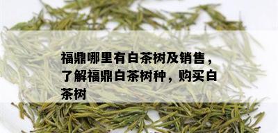 福鼎哪里有白茶树及销售，了解福鼎白茶树种，购买白茶树