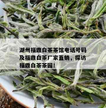 湖州福鼎白茶茶馆电话号码及福鼎白茶厂家直销，探访福鼎白茶茶园！