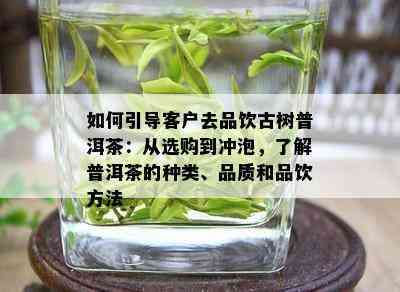 如何引导客户去品饮古树普洱茶：从选购到冲泡，了解普洱茶的种类、品质和品饮方法