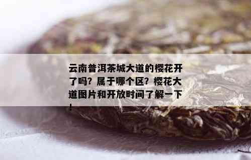 云南普洱茶城大道的樱花开了吗？属于哪个区？樱花大道图片和开放时间了解一下！