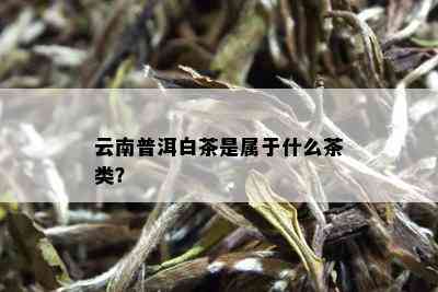 云南普洱白茶是属于什么茶类？