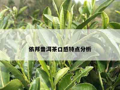 依邦普洱茶口感特点分析