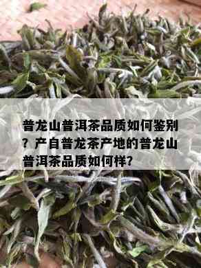 普龙山普洱茶品质如何鉴别？产自普龙茶产地的普龙山普洱茶品质如何样？