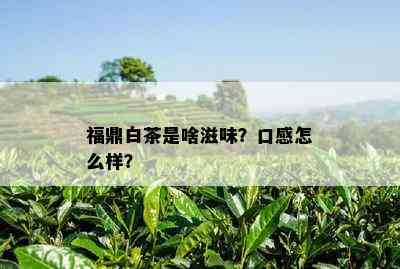 福鼎白茶是啥滋味？口感怎么样？