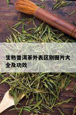 生熟普洱茶外表区别图片大全及功效