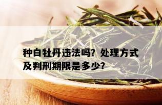 种白牡丹违法吗？处理方式及判刑期限是多少？