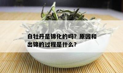 白牡丹是锦化的吗？原因和出锦的过程是什么？