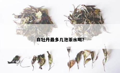 白牡丹最多几泡茶水喝？