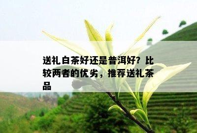 送礼白茶好还是普洱好？比较两者的优劣，推荐送礼茶品