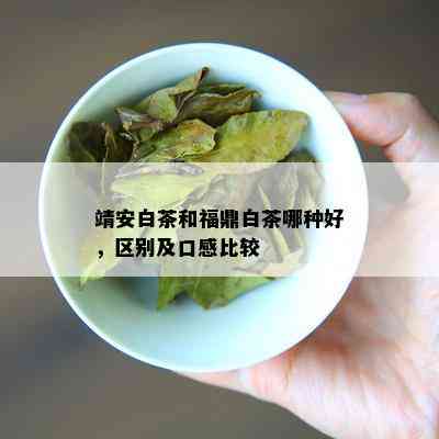 靖安白茶和福鼎白茶哪种好，区别及口感比较