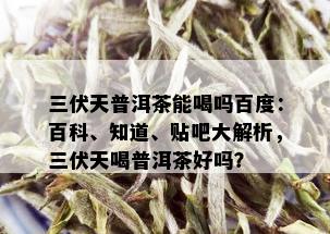 三伏天普洱茶能喝吗百度：百科、知道、贴吧大解析，三伏天喝普洱茶好吗？