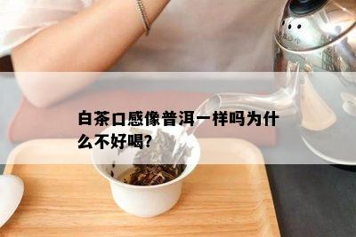 白茶口感像普洱一样吗为什么不好喝？