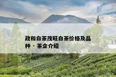 政和白茶茂旺白茶价格及品种 - 茶企介绍