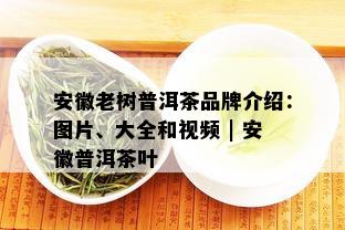 安徽老树普洱茶品牌介绍：图片、大全和视频 | 安徽普洱茶叶