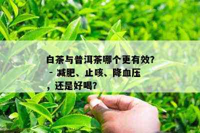 白茶与普洱茶哪个更有效？ - 减肥、止咳、降血压，还是好喝？