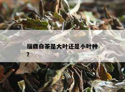 福鼎白茶是大叶还是小叶种？