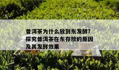 普洱茶为什么放到东发酵？探究普洱茶在东存放的原因及其发酵效果