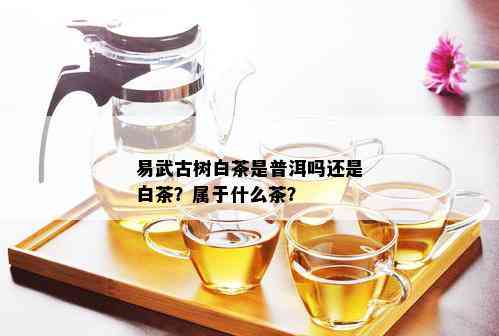 易武古树白茶是普洱吗还是白茶？属于什么茶？