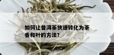 如何让普洱茶快速转化为茶香和叶的方法？