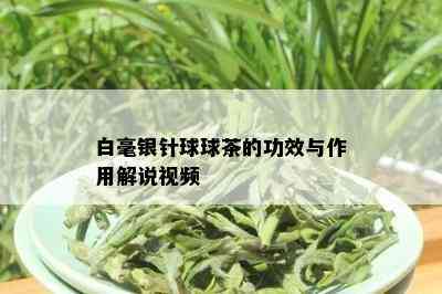 白毫银针球球茶的功效与作用解说视频