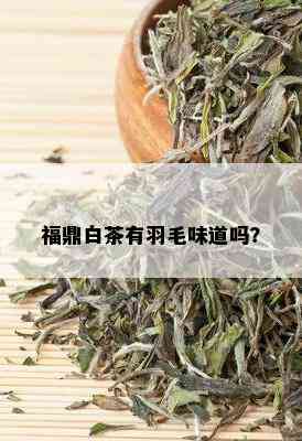 福鼎白茶有羽毛味道吗？