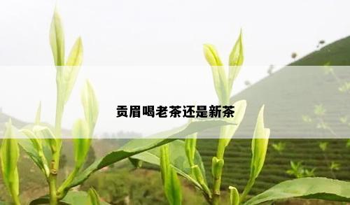 贡眉喝老茶还是新茶