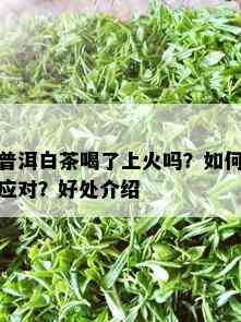 普洱白茶喝了上火吗？如何应对？好处介绍