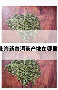 北海新普洱茶产地在哪里？