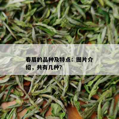 春眉的品种及特点：图片介绍，共有几种？