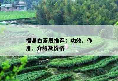 福鼎白茶眉推荐：功效、作用、介绍及价格