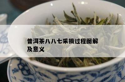 普洱茶八八七采摘过程图解及意义