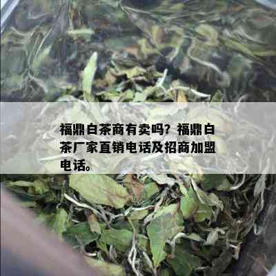 福鼎白茶商有卖吗？福鼎白茶厂家直销电话及招商加盟电话。