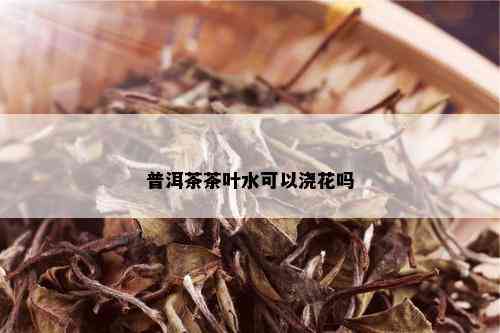 普洱茶茶叶水可以浇花吗