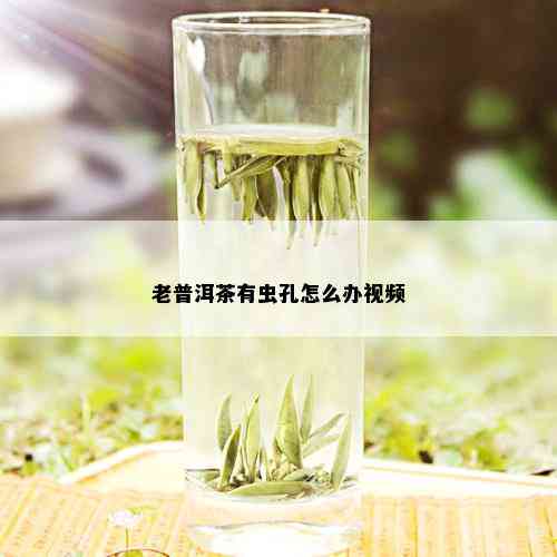 老普洱茶有虫孔怎么办视频